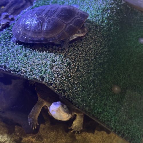 Don de 2 tortues aquatiques pelomedusa
