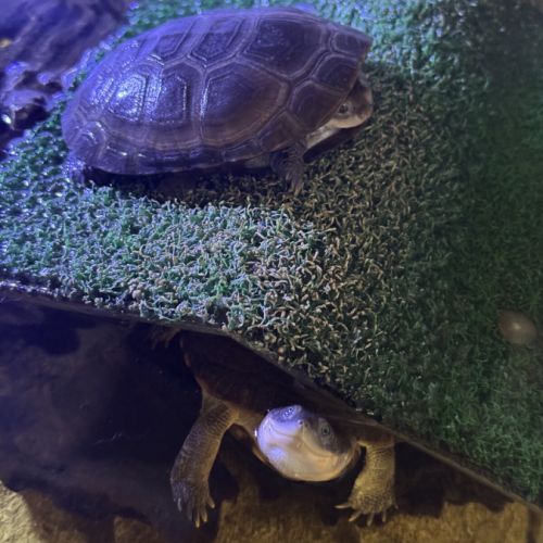 Don de 2 tortues aquatiques pelomedusa #2