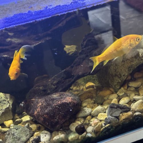 Don de 3 poissons rouges et escargots aquatiques