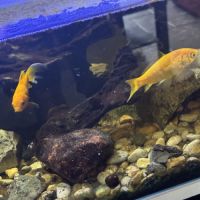 Don de 3 poissons rouges et escargots aquatiques