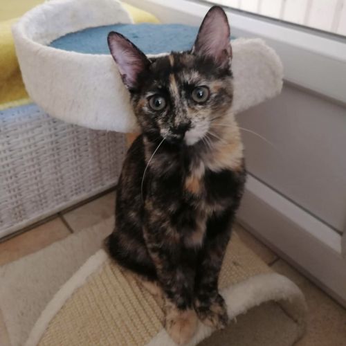Dina une petit coeur qui cherche sa famille