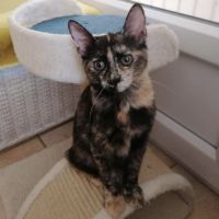 Dina une petit coeur qui cherche sa famille