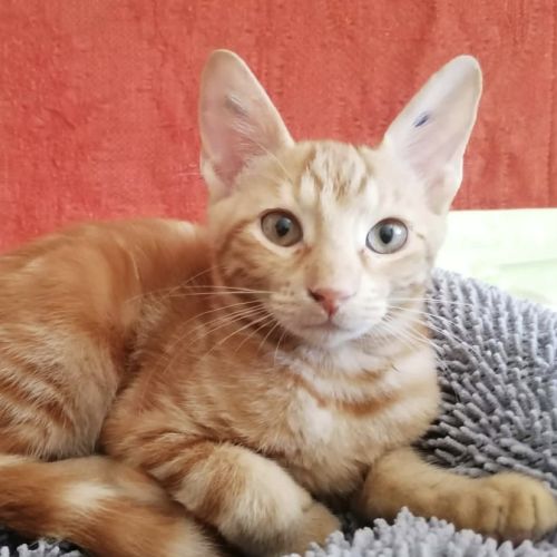 Cilaos un petit coeur d'une gentillesse extrême