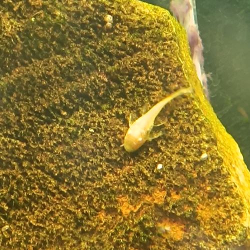 Ancistrus gold