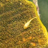Ancistrus gold