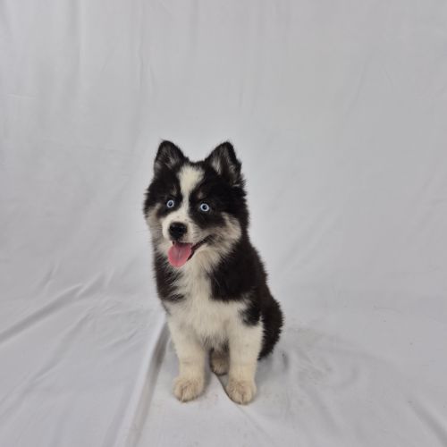 Pomsky mini yeux bleus #0