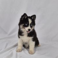 Pomsky mini yeux bleus #1