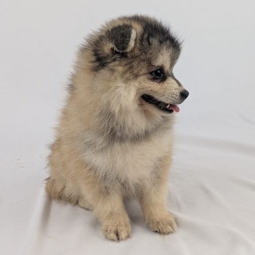 Pomsky toy #1