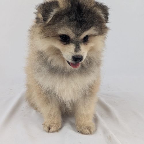 Pomsky toy #3