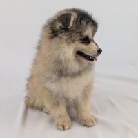Pomsky toy #1