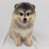 Pomsky toy