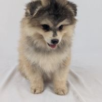Pomsky toy #3