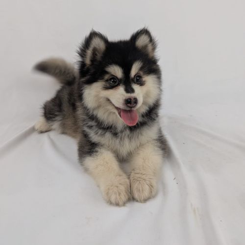 Pomsky mini #2