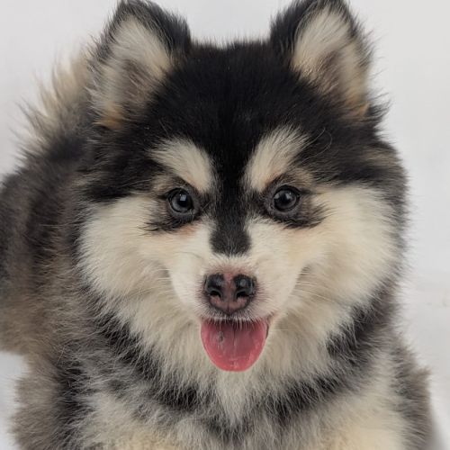 Pomsky mini #4