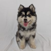 Pomsky mini