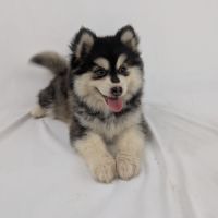 Pomsky mini #2