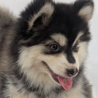 Pomsky mini #3