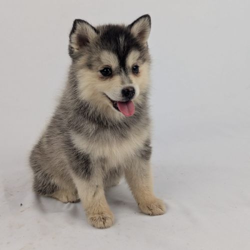 Pomsky tiny toy #2