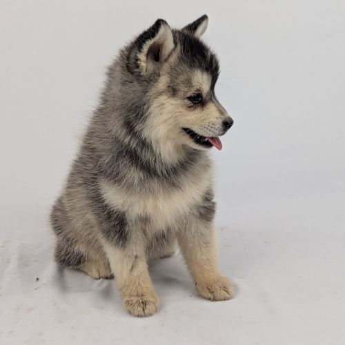 Pomsky tiny toy #3