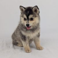 Pomsky tiny toy