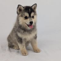 Pomsky tiny toy #2