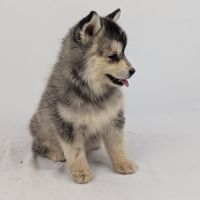 Pomsky tiny toy #3
