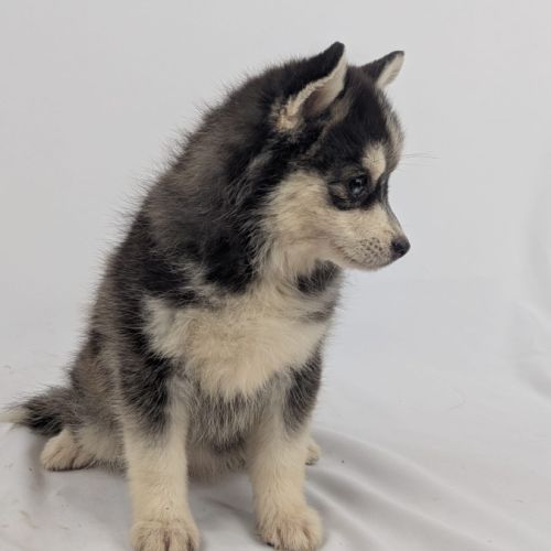 Pomsky tiny toy #1