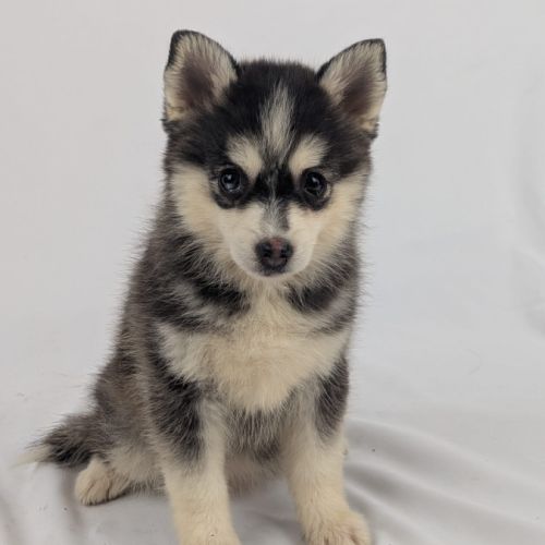 Pomsky tiny toy #3
