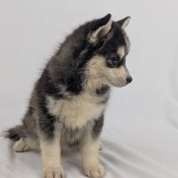 Pomsky tiny toy #1