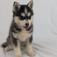 Pomsky tiny toy