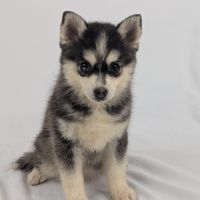 Pomsky tiny toy #3
