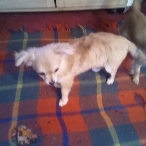 Petit chien cherche nouvelle maison #5