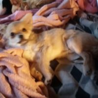 Petit chien cherche nouvelle maison