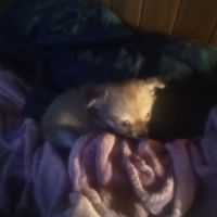 Petit chien cherche nouvelle maison #2