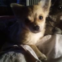 Petit chien cherche nouvelle maison #4