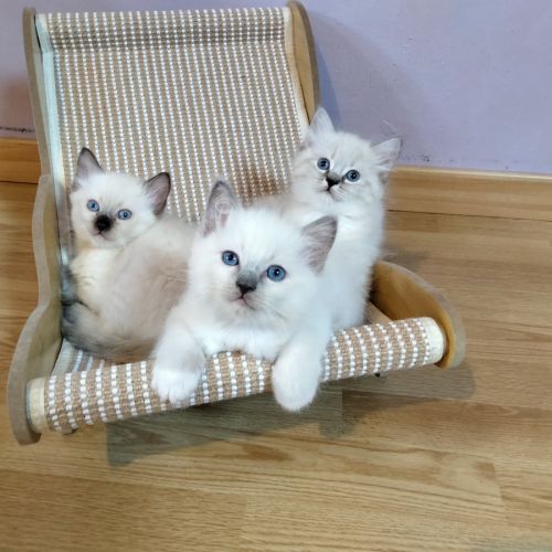 Ragdoll loof #1