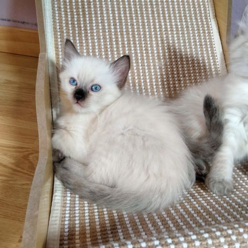 Ragdoll loof #3