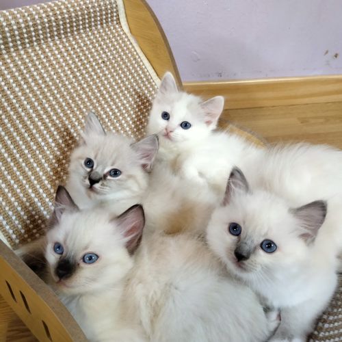 Ragdoll loof