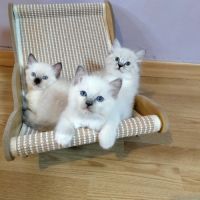 Ragdoll loof #1
