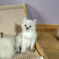 Ragdoll loof #2