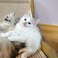 Ragdoll loof #5