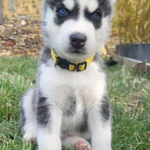 4 chiots husky de siberie lof #0