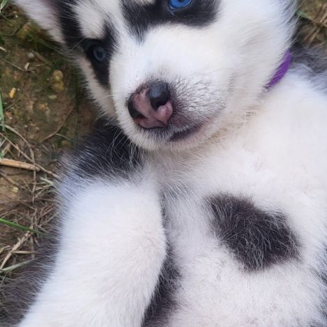 4 chiots husky de siberie lof #2