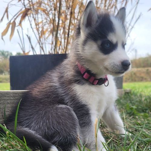 4 chiots husky de siberie lof #3