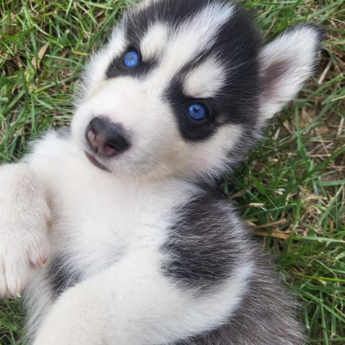 4 chiots husky de siberie lof #4