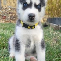 4 chiots husky de siberie lof