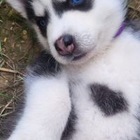 4 chiots husky de siberie lof #2