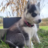 4 chiots husky de siberie lof #3