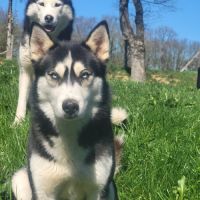 4 chiots husky de siberie lof #5