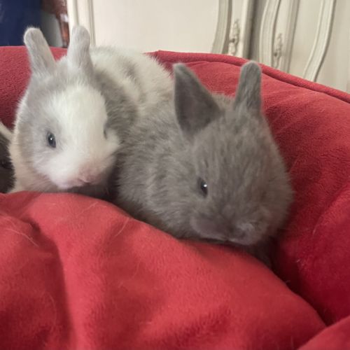 Lapins extras nains #1